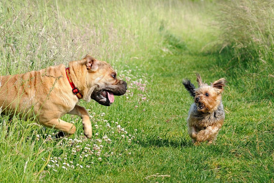 adult brown American bully and Yorkshire terrier running outdoor, HD wallpaper