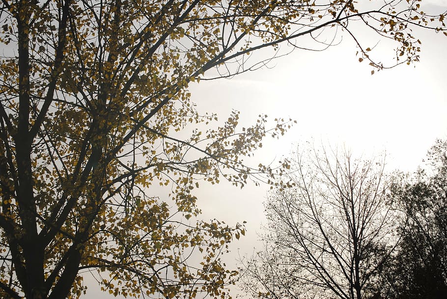 fog, colourless, tree, nature, plant, sky, branch, low angle view HD wallpaper