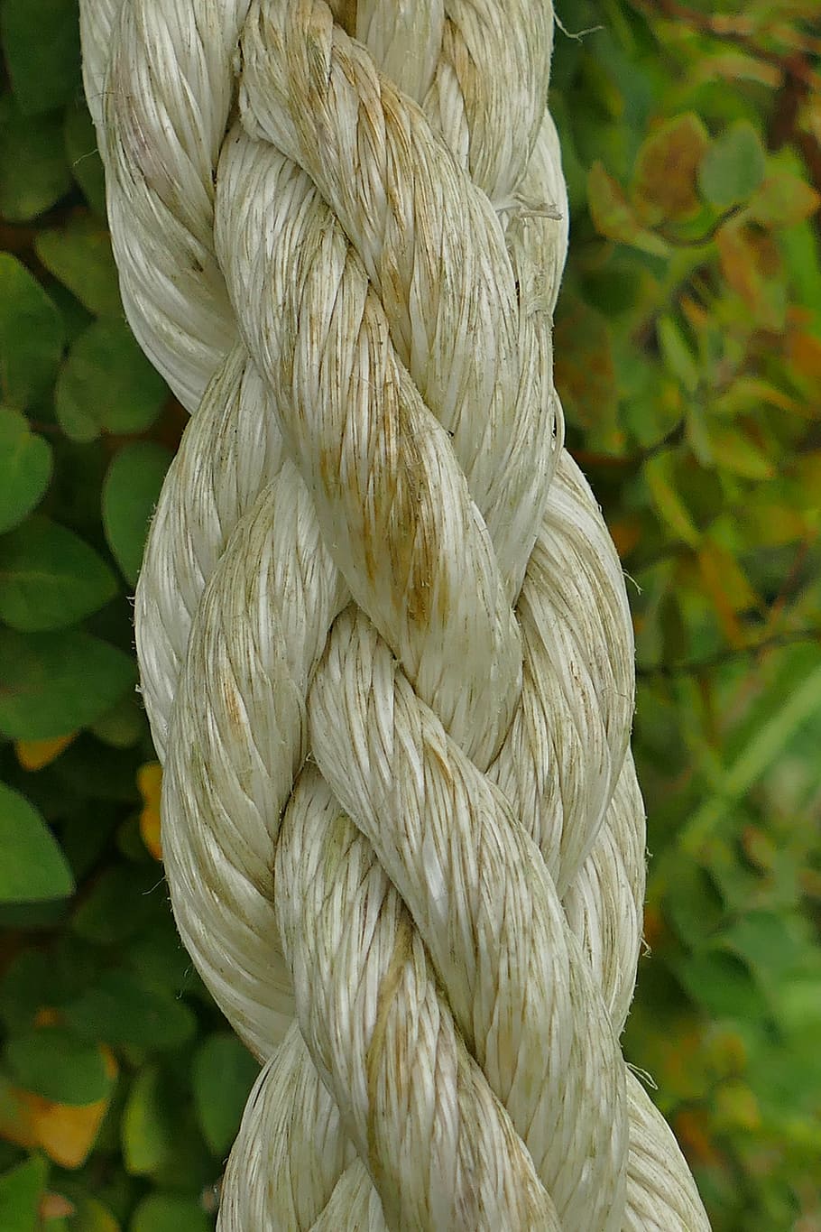 rope, macro, close, dew, fiber, weave, strength, tied Knot HD wallpaper