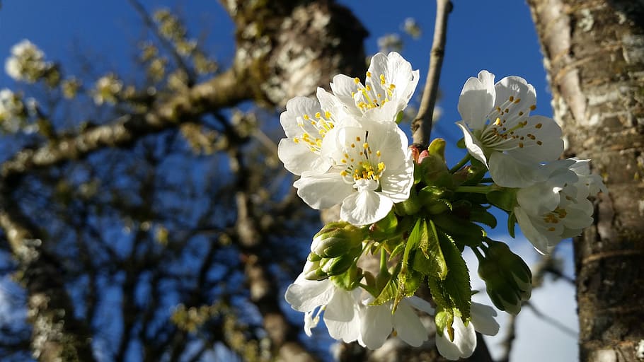 tree, branch, flower, nature, cherry, outdoors, flowering plant HD wallpaper