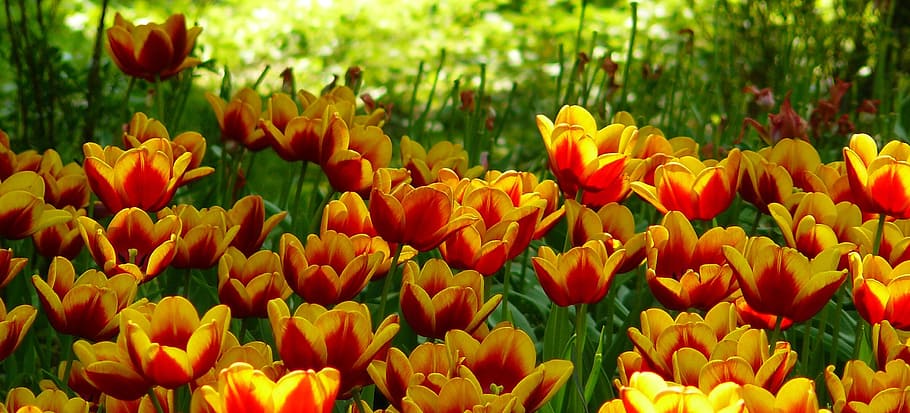 orange and yellow tulips field, tulip fields, spring, flower HD wallpaper