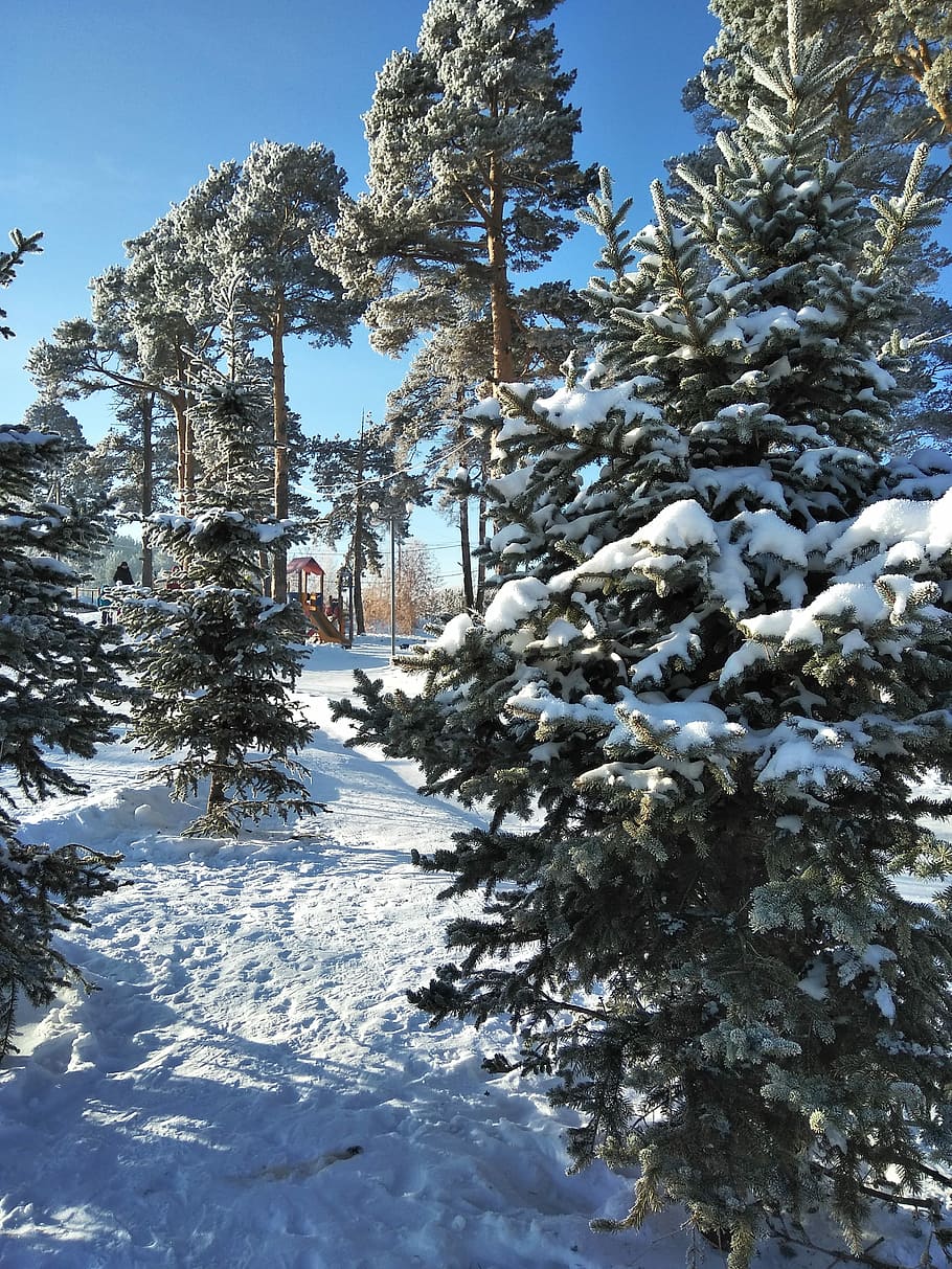 Spruce, Pine, Winter, Winter, winter forest, tree, nature, cold HD wallpaper