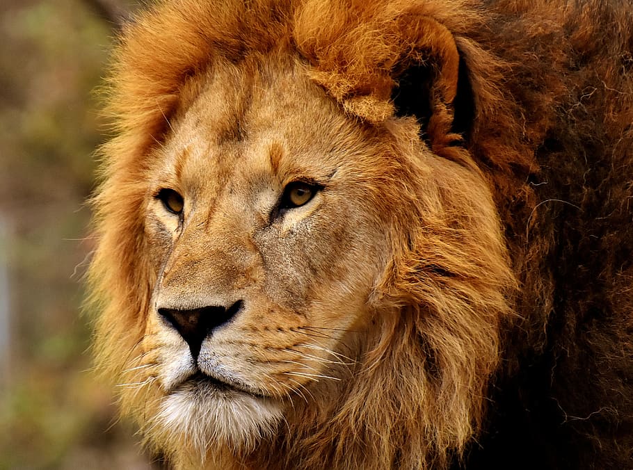 selective focus photography of lion, predator, dangerous, mane HD wallpaper
