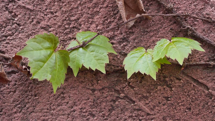 leaf, plants, nature, incheon, this type, plant part, growth HD wallpaper