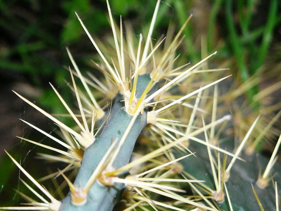 cactus, centong, thorn, plants, grass, nature, green color HD wallpaper