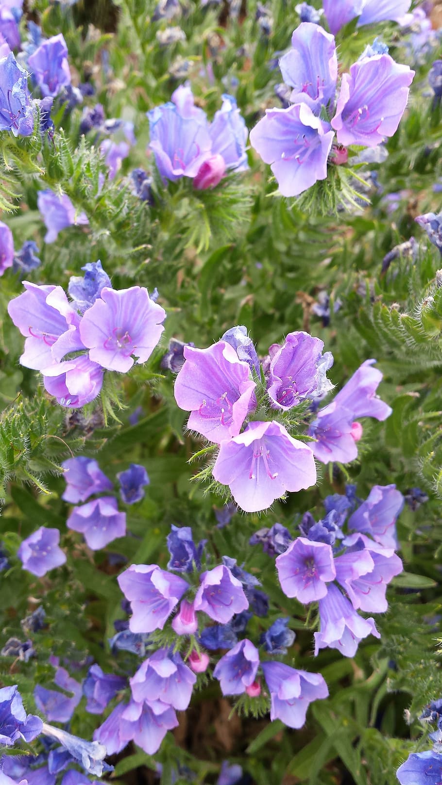 violet, green, flower, flowering plant, beauty in nature, freshness HD wallpaper