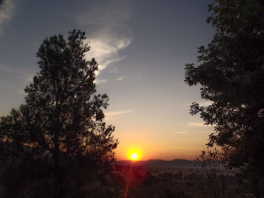 night, atradecer, sun, sunset, forest, trees, sky, plant, scenics - nature HD wallpaper
