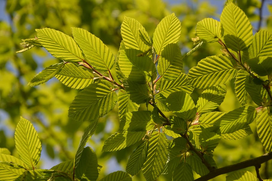 beech, leaves, nature, light, shrub, green color, leaf, plant HD wallpaper
