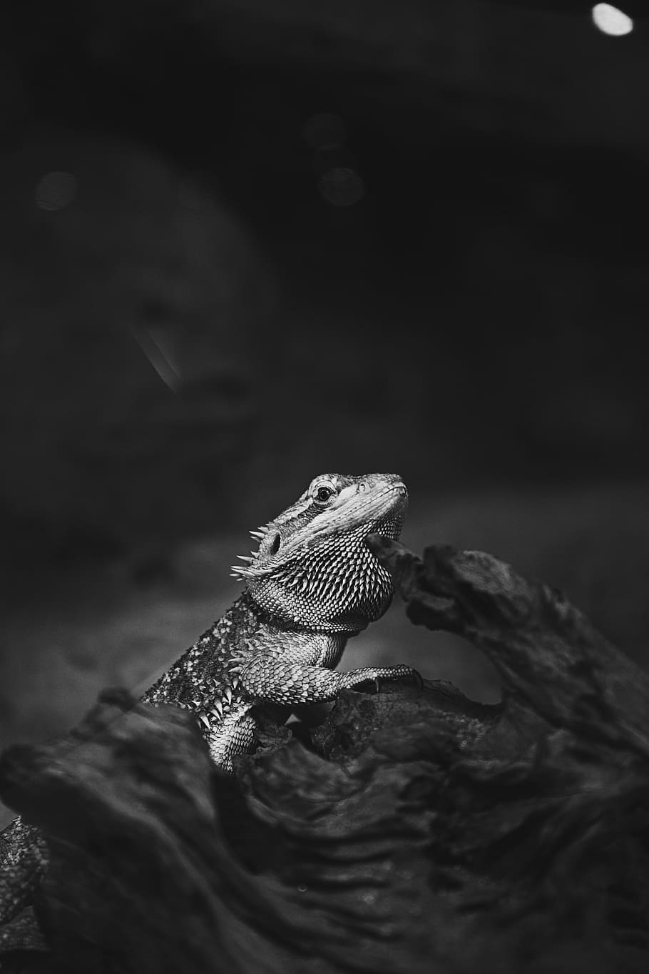 grayscale photography of bearded dragon, animals, pet, lizard