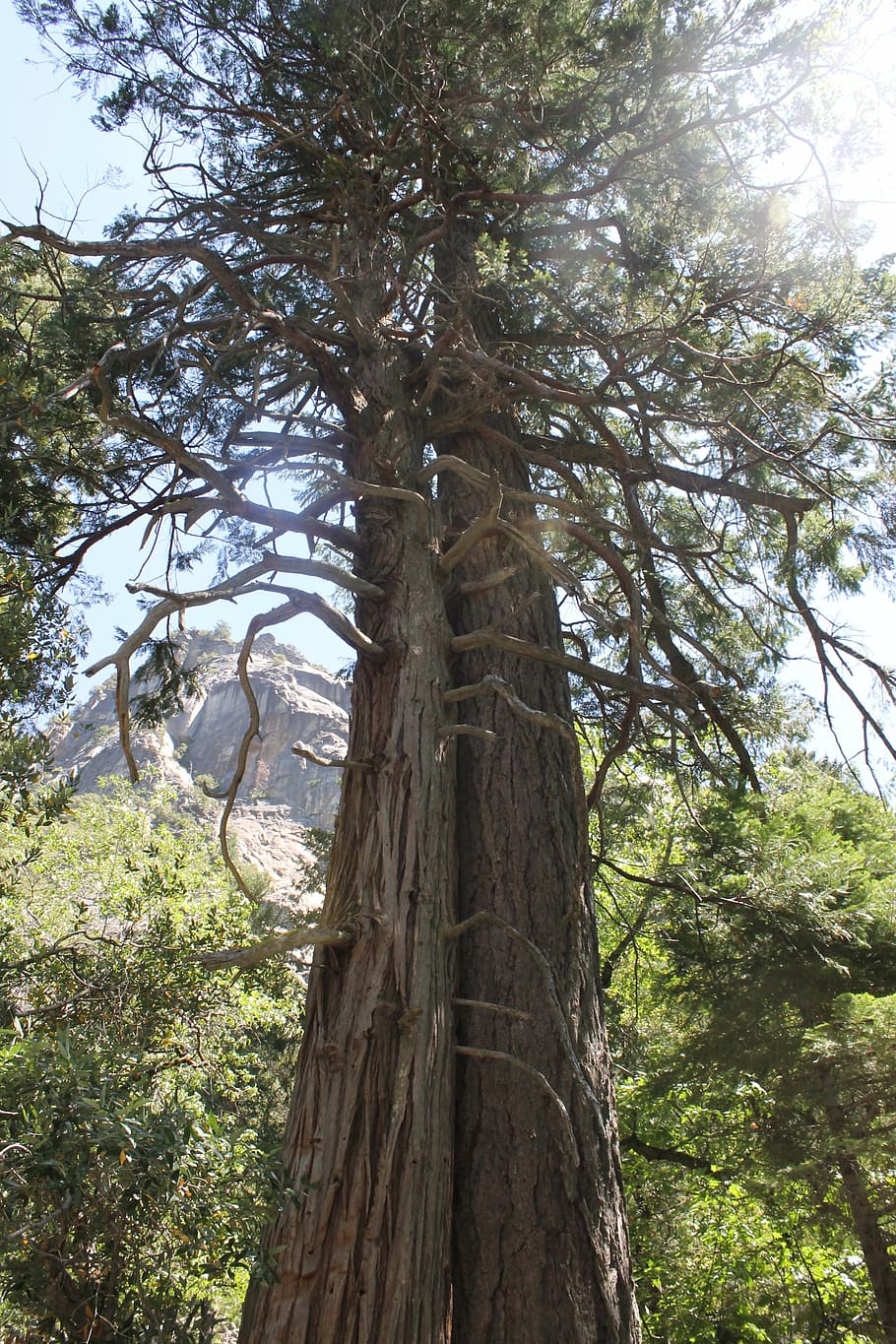sequoia, tree, forest, plant, tree trunk, growth, nature, land HD wallpaper
