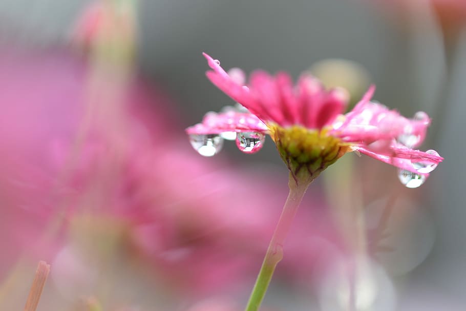 selective focus photography of pink daisy flower, macro shot photography of pink flower HD wallpaper