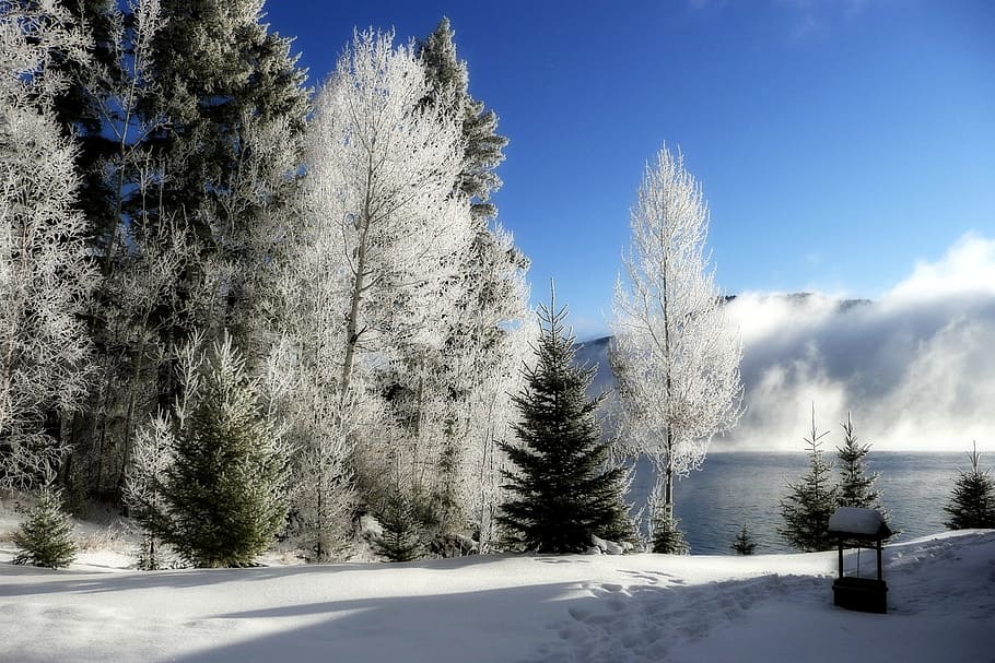 green and white pine trees near mountain and body of water under blue sky at daytime HD wallpaper
