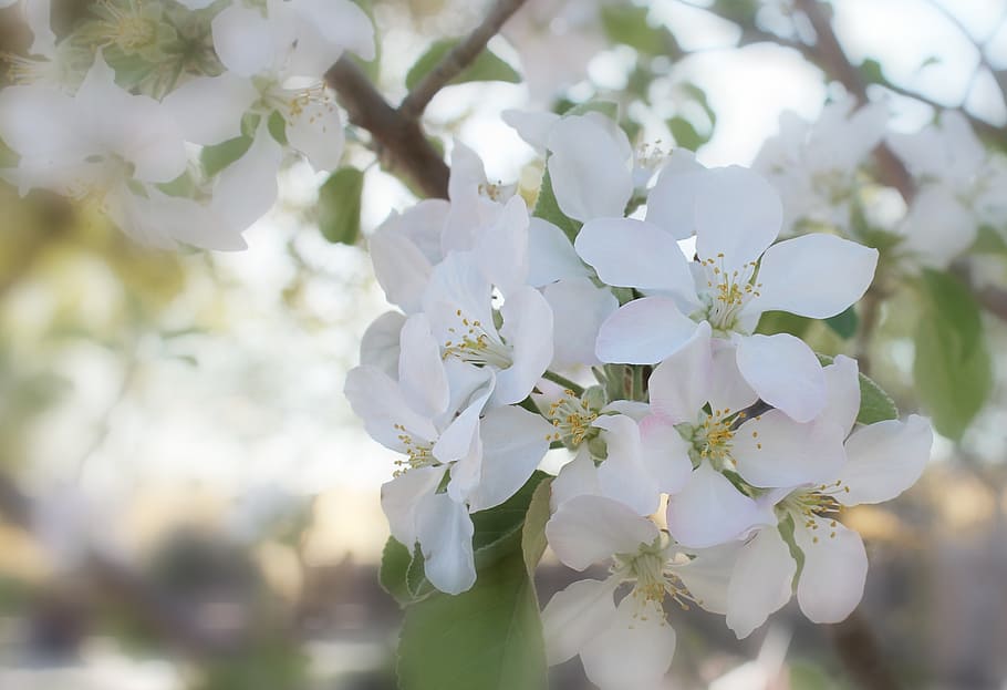 spring, bloom, blossom, blooming, springtime, nature, outdoor HD wallpaper