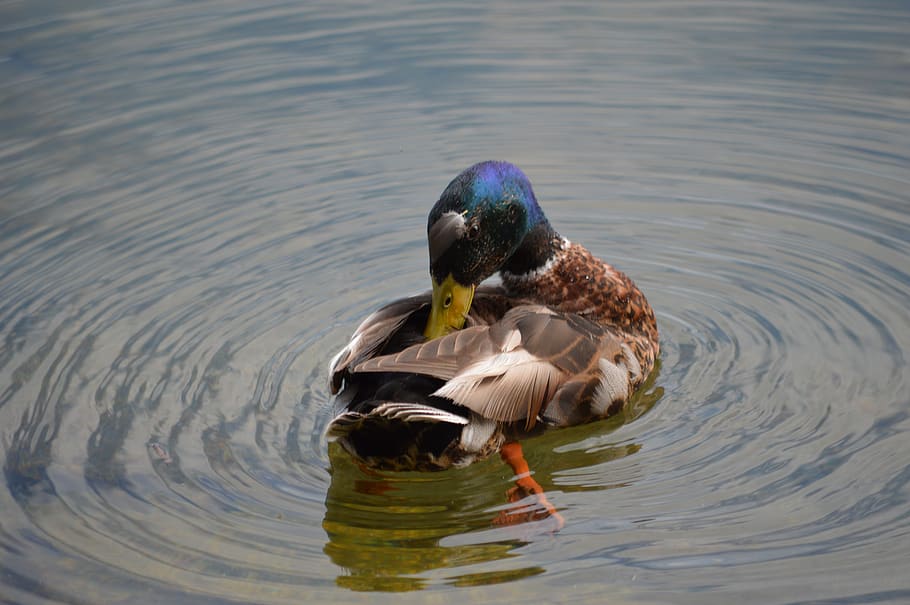 duck, waters, lake, bird, animal wildlife, animal themes, animals in the wild HD wallpaper