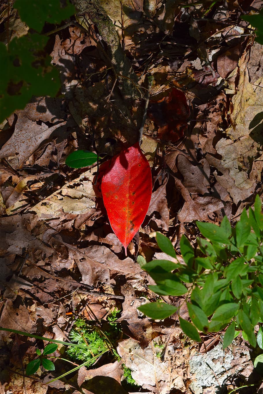 leaf, light, forest, floor, sunlight, red, nature, park, bright HD wallpaper