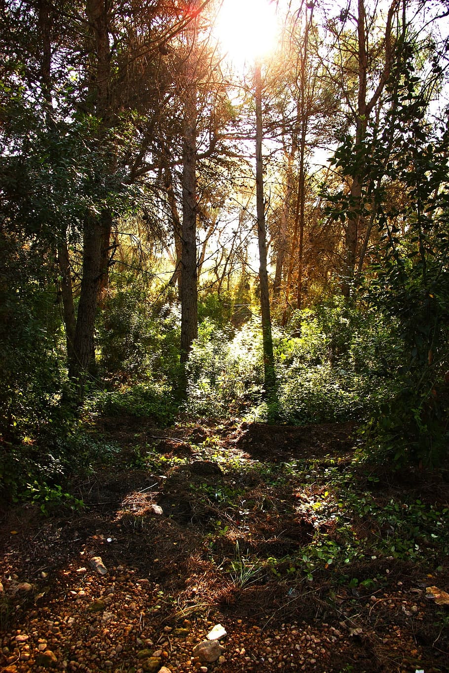 Forest, Green, Nature, Tree, trees, plant, sun, park, fern HD wallpaper