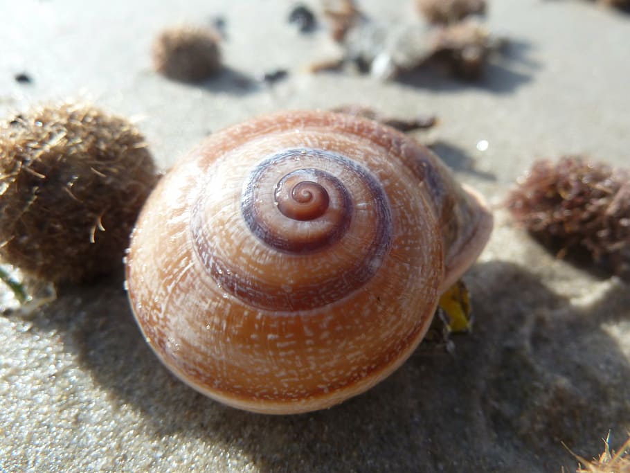 sea, snail, sand, shell, holiday, beach, housing, animal, animal Shell HD wallpaper