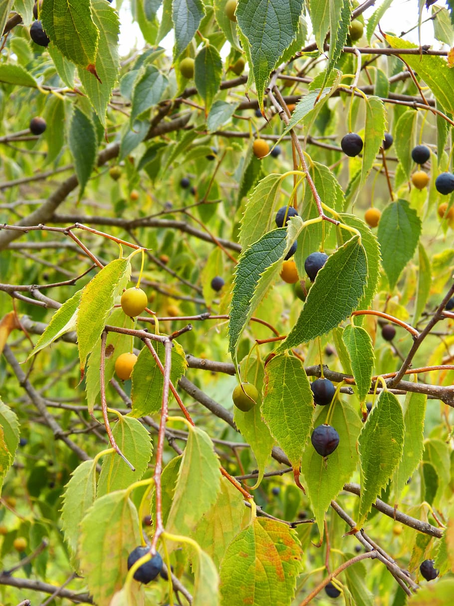 hackberry, fruit, tree, lledoner, plant, growth, green color HD wallpaper