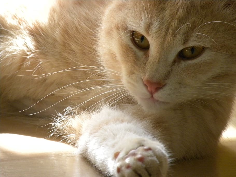 cat, ruby, feline, domestic cat, mammal, animal themes, pets HD wallpaper