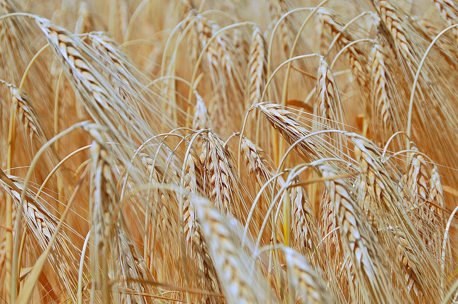 Wheat, Summer, Harvest, Sunlight, Plants, nature, hungary, agriculture HD wallpaper