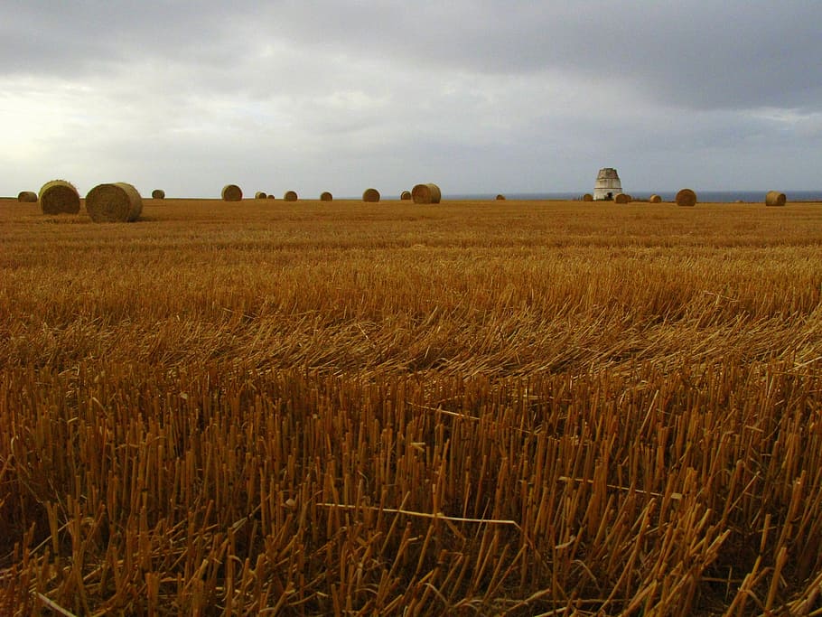 wheat, summer, field, nature, agriculture, rural, golden, landscape HD wallpaper