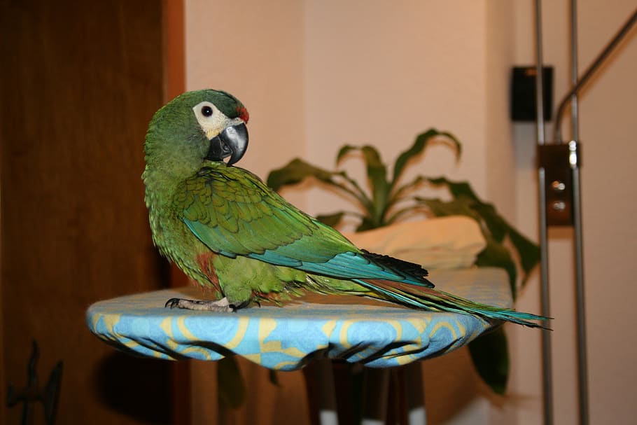 bird, nature, parrot, animal themes, vertebrate, animal wildlife HD wallpaper