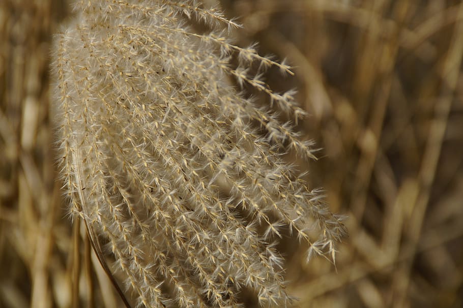 reed, grasses, close, macro, spring, close-up, growth, beauty in nature HD wallpaper