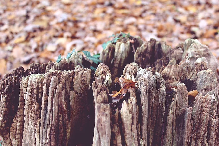 tree, tree stump, autumn, nature, wood, forest, broken, log HD wallpaper