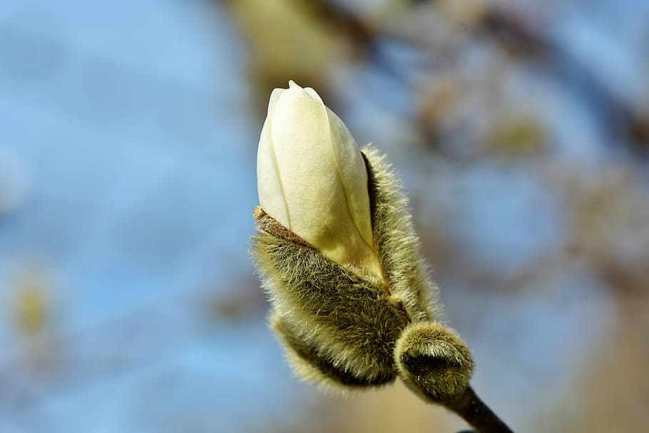 selective focus photo of white magnolia flower, bud, spring sunshine, HD wallpaper