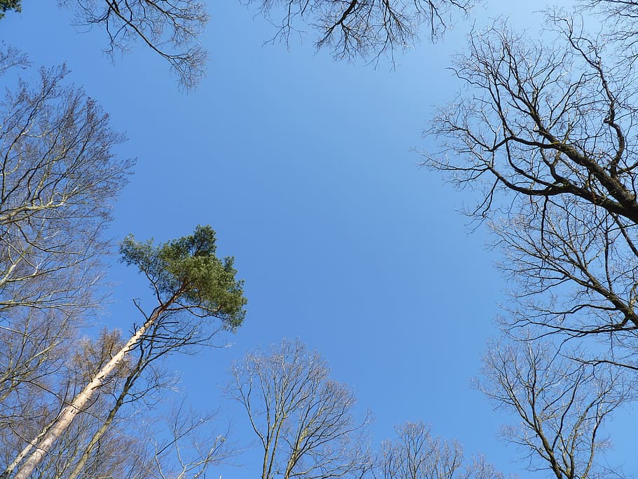 sky, trees, blue, skyward, glade, plant, low angle view, branch HD wallpaper