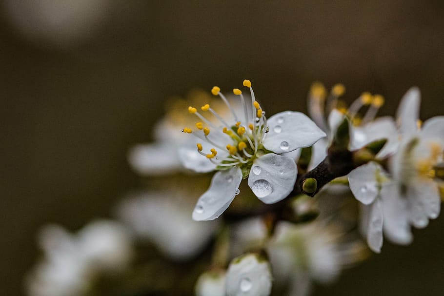 blossom, bloom, raindrop, flower, close, nature, white, drop of water HD wallpaper
