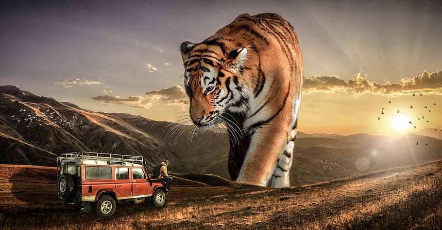 giant tiger facing person with red SUV during daytime, nature HD wallpaper
