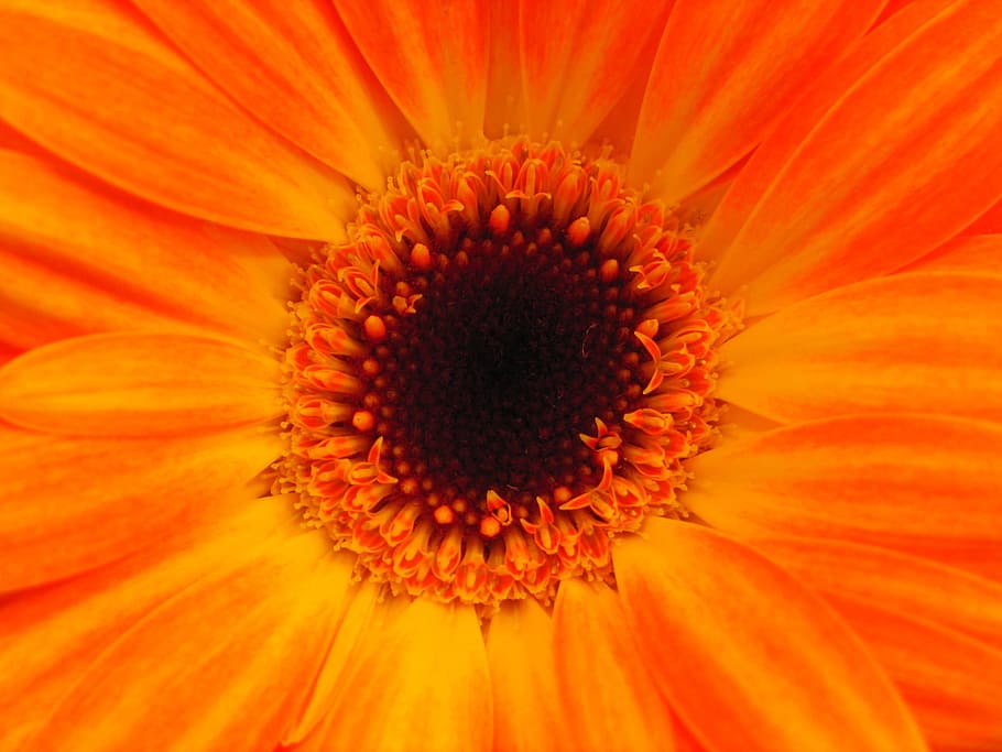 micro photography of a sunflower, background, beautiful, beauty HD wallpaper