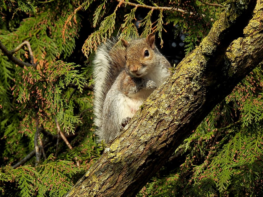 squirrel, cute, wildlife, looking, tree, mammal, animal themes HD wallpaper