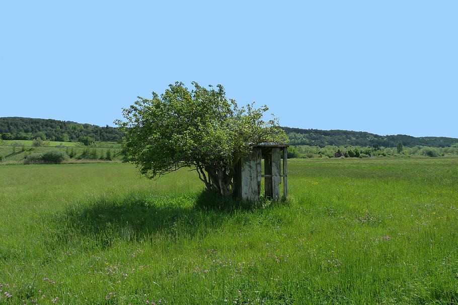 cabin, abandoned, landscape, fields, trees, wind, nature, sky HD wallpaper