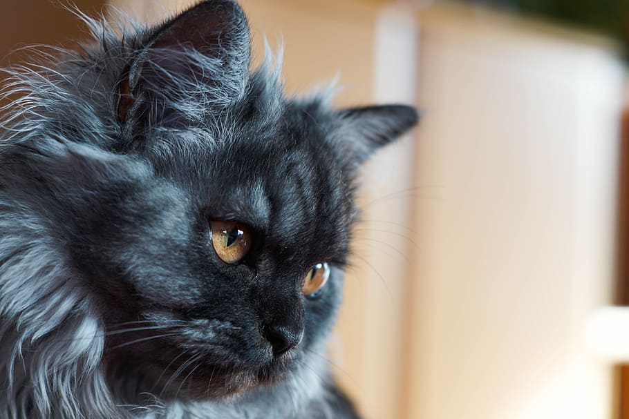 adult grey cat, eyes, domestic cat, domestic animals, animal themes HD wallpaper