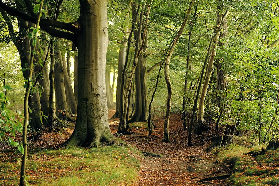 beige tree trunk during daytime, beech, forest, late summer HD wallpaper