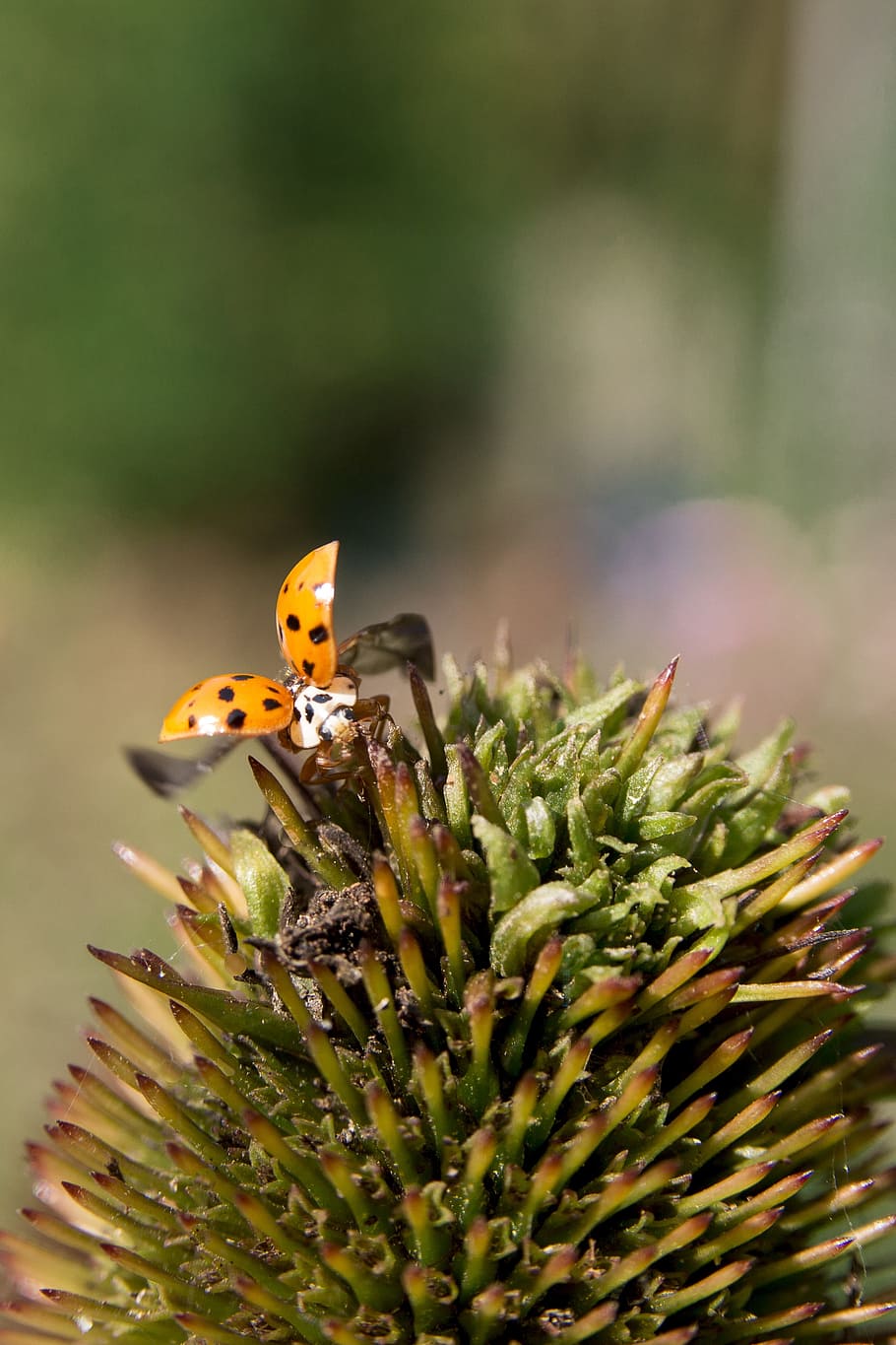 ladybug, flower, nature, insect, invertebrate, animal themes HD wallpaper