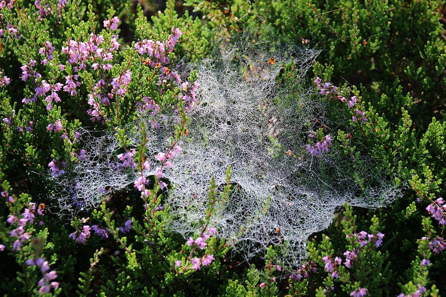 Cobweb, Dew, Moist, autumn, morgentau, nature, flower, plant HD wallpaper