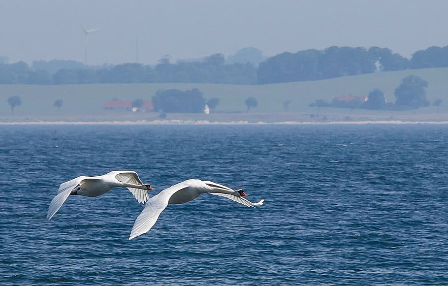 swans, sea, abbekås, animals in the wild, animal wildlife HD wallpaper