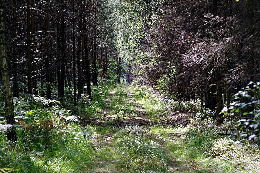 forest, the path, leśna, tree, scrubs, gęstwina, mixed forest HD wallpaper
