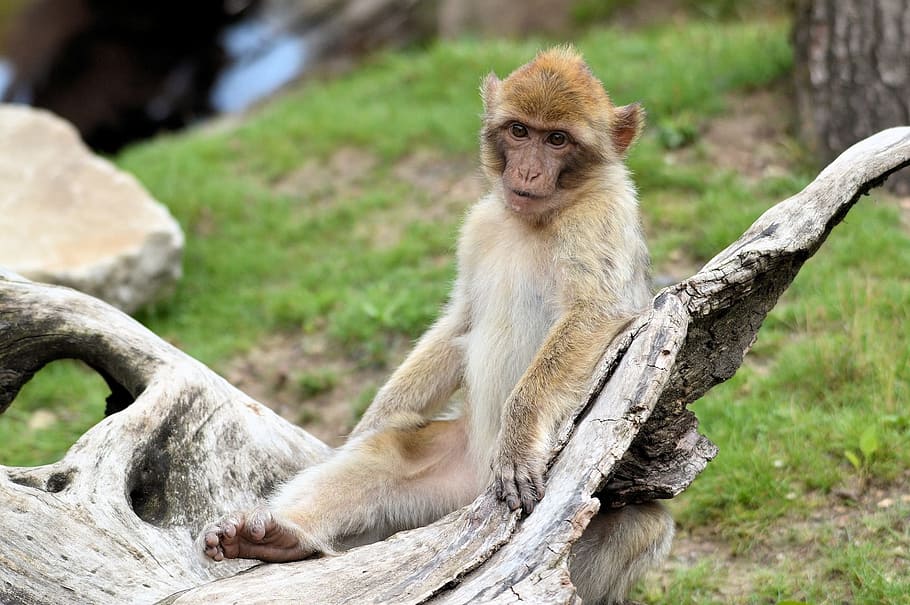 Berber, Monkey, Ape, Series, Primate, animal, wildlife, zoology HD wallpaper
