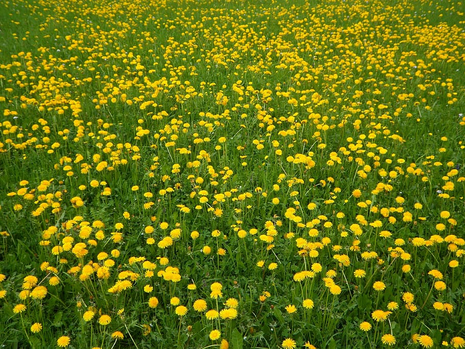 spring, bloom, yellow, green, dandelion, dandelion meadow, blossom HD wallpaper