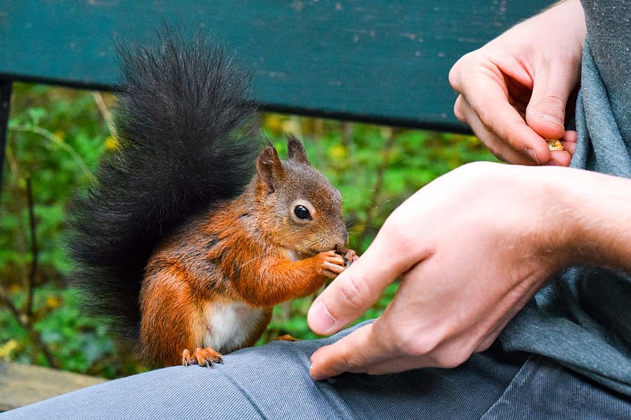 squirrel, feed, food, nut, eat, peanuts, tree, cheeky, possierlich