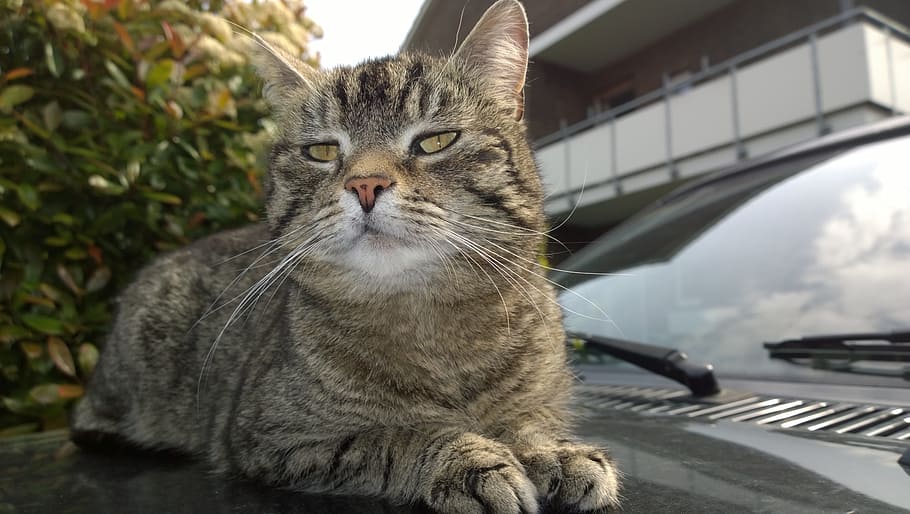 Cat, Auto, Pet, Feline, out, domestic Cat, animal, pets, cute HD wallpaper