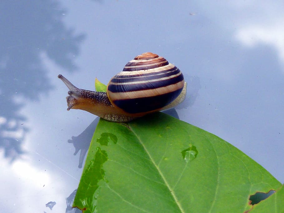 snail, leaf, shell, animals, nature, sky, mirroring, mollusk HD wallpaper