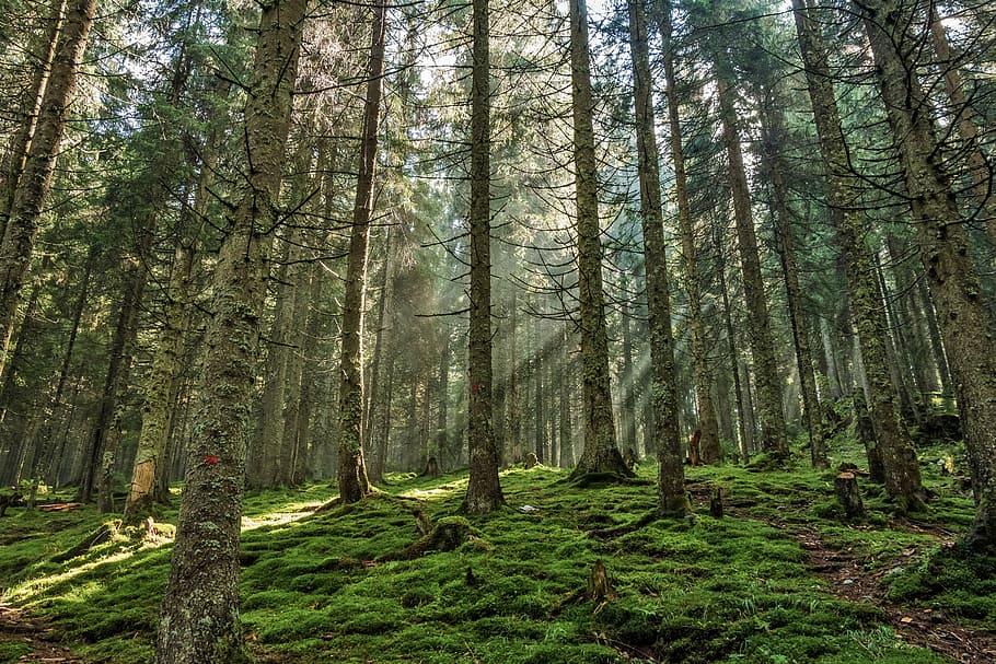 forest trees, pine forest, nature, light, wood, light and shadow HD wallpaper