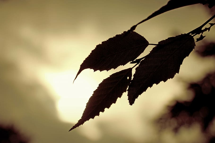 leaf, construction, grass, meadow, nature, landscape, leaves HD wallpaper