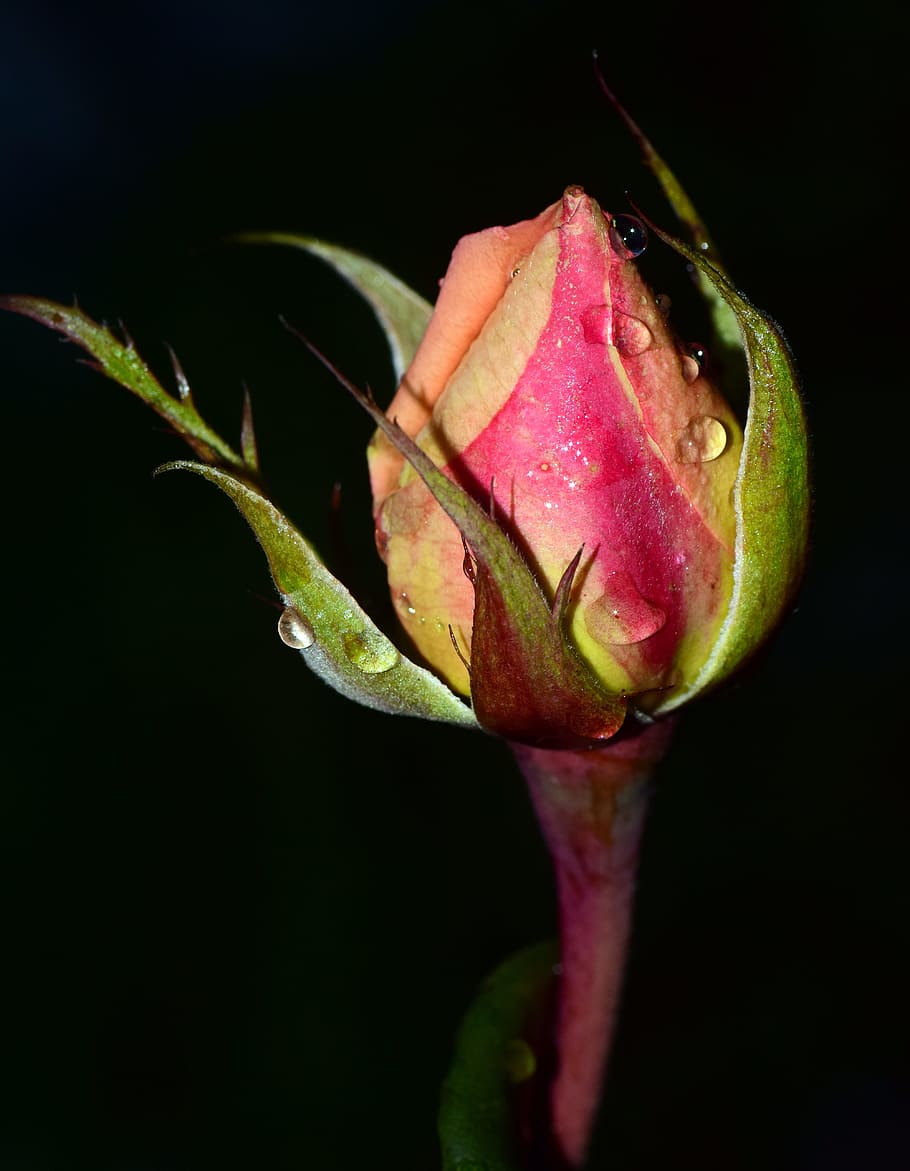 rose, moist, wet, bud, rosebud, cold, autumn, dewdrop, raindrop, HD wallpaper