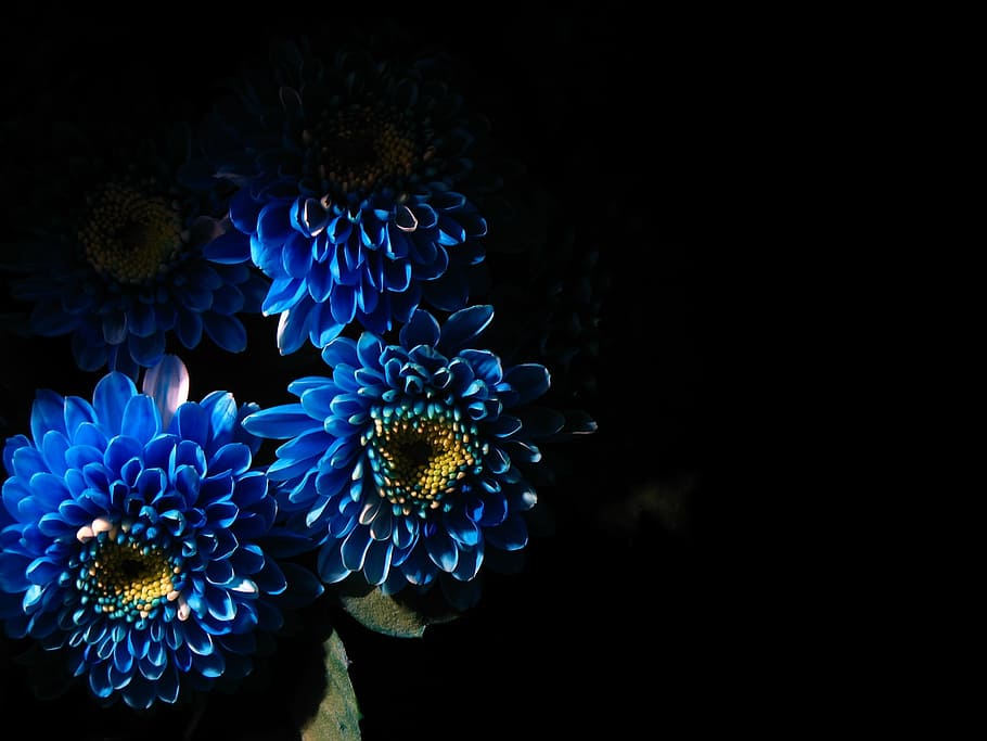 Blue Flower wallpaper by S  Download on ZEDGE  f42c
